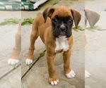 Puppy Puppy 5 Boxer