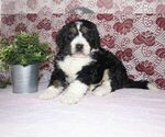 Small Photo #2 Bernedoodle Puppy For Sale in SUGARCREEK, OH, USA