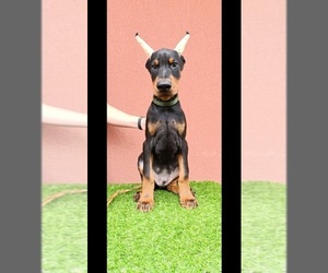 Doberman Pinscher Puppy for sale in Sremska Mitrovica, Vojvodina, Serbia