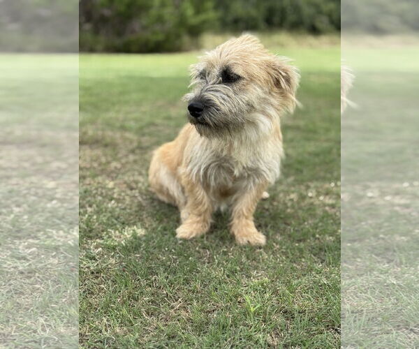 Medium Photo #3 Mutt Puppy For Sale in PIPE CREEK, TX, USA