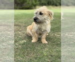 Small #2 Mutt
