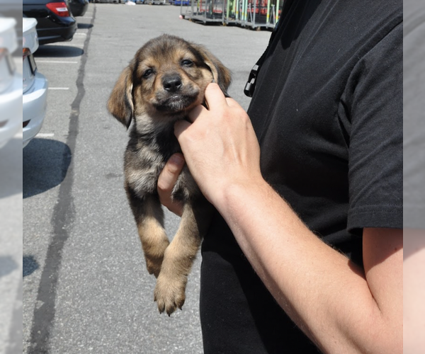 Medium Photo #2 Mutt Puppy For Sale in Brooklyn, NY, USA