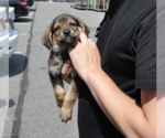 Small #1 Mutt