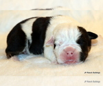 Small Photo #9 English Bulldog Puppy For Sale in WINNSBORO, TX, USA