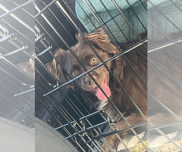 Medium Photo #4 Colonial Cocker Spaniel Puppy For Sale in Studio City, CA, USA
