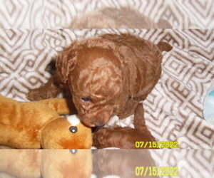 Poodle (Miniature) Dog for Adoption in DULUTH, Georgia USA