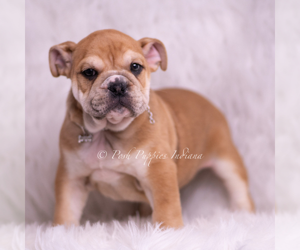 Medium Photo #45 Bulldog Puppy For Sale in WARSAW, IN, USA