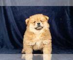 Small Photo #4 Chow Chow Puppy For Sale in NAPPANEE, IN, USA