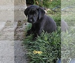 Puppy Puppy 4 Oreo Labrador Retriever