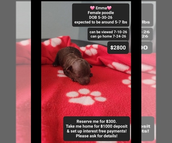 Medium Photo #1 Poodle (Toy) Puppy For Sale in TUCSON, AZ, USA