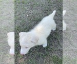 Small Photo #21 Siberian Husky Puppy For Sale in HILLISTER, TX, USA