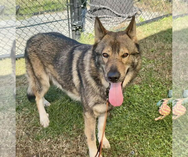Medium Photo #3 German Shepherd Dog-Unknown Mix Puppy For Sale in Millersville, MD, USA