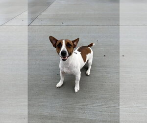 Jack Russell Terrier Dogs for adoption in Lancaster, PA, USA