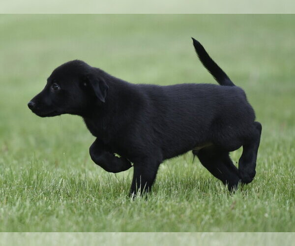 Medium Photo #5 Borador Puppy For Sale in Mechanicsburg, PA, USA