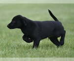Small #4 Borador