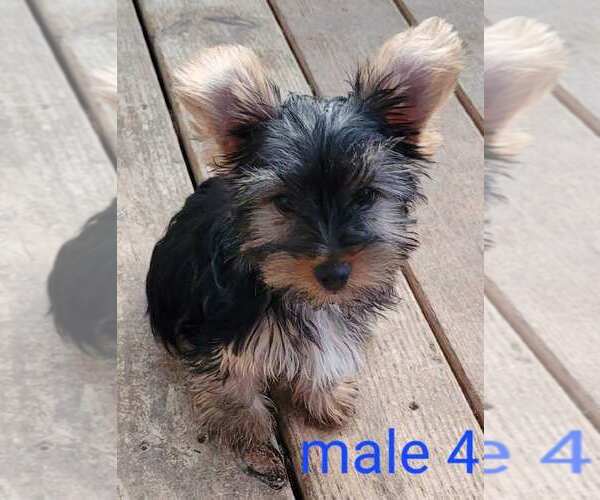 Medium Photo #13 Yorkshire Terrier Puppy For Sale in CONKLIN, NY, USA