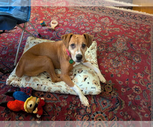Medium Photo #5 Mutt Puppy For Sale in Greenbelt, MD, USA