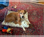 Small #4 Mutt