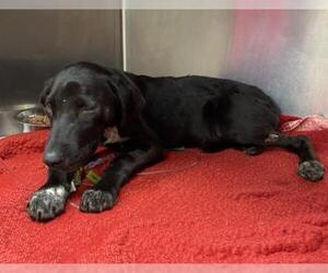 Labrador Retriever-Unknown Mix Dogs for adoption in San Antonio, TX, USA