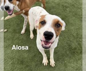 Alosa - Female Mutt Dog for Adoption - Photo #7