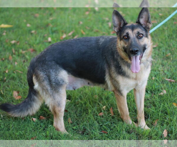 Medium Photo #7 German Shepherd Dog Puppy For Sale in Cookeville, TN, USA