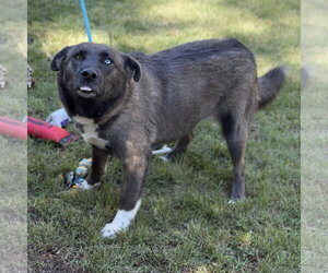 CHASTITY - Female Mutt Dog for Adoption - Photo #4