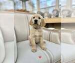 Puppy Red Boy Golden Retriever