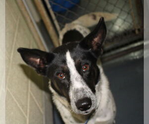 Pointer-Unknown Mix Dogs for adoption in Frenchburg, KY, USA