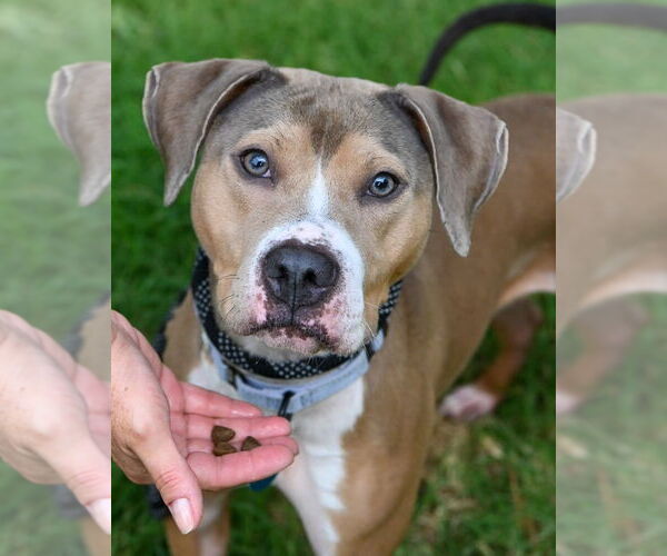 Medium Photo #2 American Pit Bull Terrier Puppy For Sale in Glen Allen, VA, USA