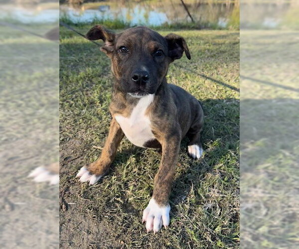 Medium Photo #3 Mutt Puppy For Sale in Tarrytown, GA, USA