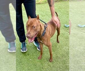 American Pit Bull Terrier Dogs for adoption in Pasadena, TX, USA