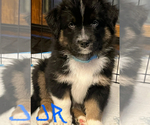 Small Photo #15 Australian Shepherd Puppy For Sale in MERCER, WI, USA