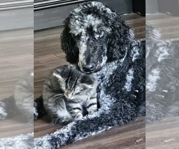 Medium Photo #1 Saint Berdoodle Puppy For Sale in LAKE PARK, GA, USA