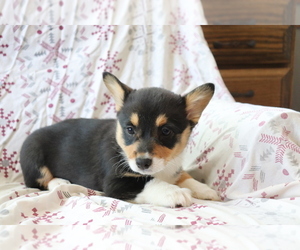 Pembroke Welsh Corgi Puppy for sale in SHILOH, OH, USA