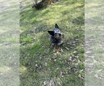 Small Photo #1 Australian Cattle Dog Puppy For Sale in OREGON HOUSE, CA, USA