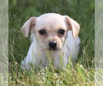Small Chihuahua