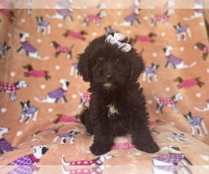 Aussiedoodle Miniature Puppy for sale in LAKELAND, FL, USA