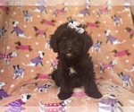 Image preview for Ad Listing. Nickname: Tulip