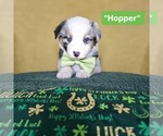 Image preview for Ad Listing. Nickname: Hopper