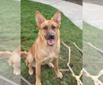 Small German Shepherd Dog