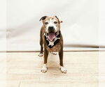 Small #1 Mutt