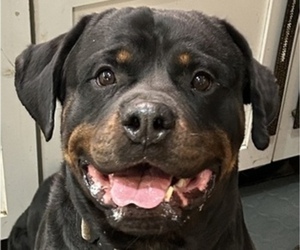 Father of the Rottweiler puppies born on 12/13/2025