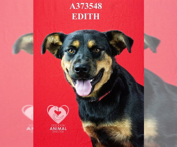 Medium Photo #2 German Shepherd Dog-Unknown Mix Puppy For Sale in Stockton, CA, USA