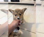 Small #4 Pembroke Welsh Corgi