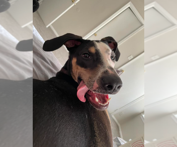 Medium Photo #4 Unknown-Whippet Mix Puppy For Sale in Virginia Beach, VA, USA