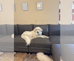 Small Photo #1 Great Pyrenees Puppy For Sale in HOUSTON, TX, USA