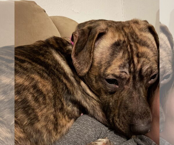 Medium Photo #3 Mutt Puppy For Sale in Fargo, ND, USA