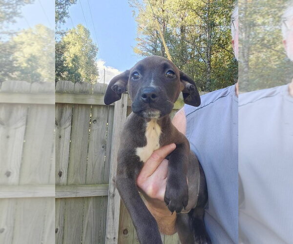 Medium Photo #2 Mutt Puppy For Sale in Woodbury, NY, USA