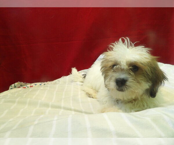 Medium Photo #4 Zuchon Puppy For Sale in PATERSON, NJ, USA