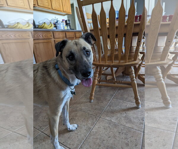 Medium Photo #2 Anatolian Shepherd Puppy For Sale in Chandler, AZ, USA